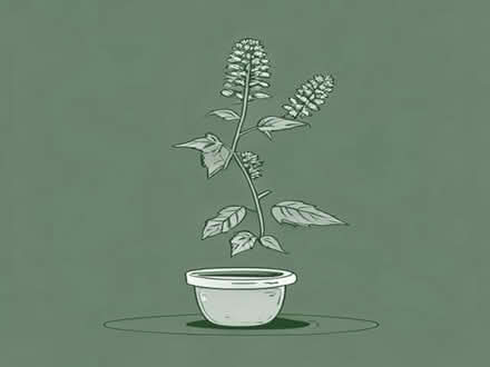 Photo of honey suckle plant (Broadstone BH18) #1