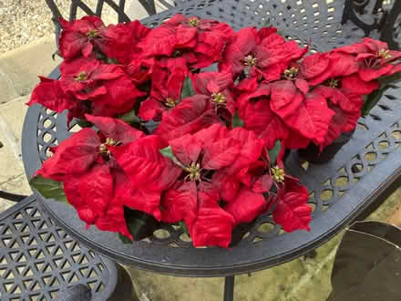 Photo of free Pots containing red plastic flowers (Leigh Park BA13) #1