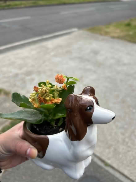Photo of free Plant (KT3 new malden) #1