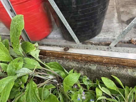 Photo of free Aluminium Greenhouse 7’x7’ (Heaton Moor, Stockport SK4) #4