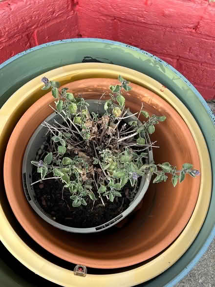 Photo of free Cat Mint (EH12 Corstorphine) #1