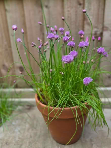 Photo of free Chive plant and small blueberry plant (Loughton IG10) #1