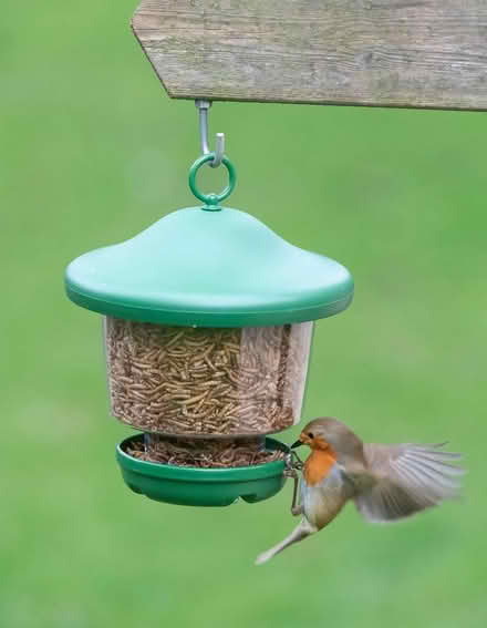 Photo of bird food (Fleet Meadow OX11) #1