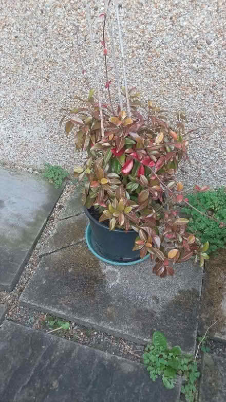 Photo of free Climbing Jasmine (Kingswood BS15) #2