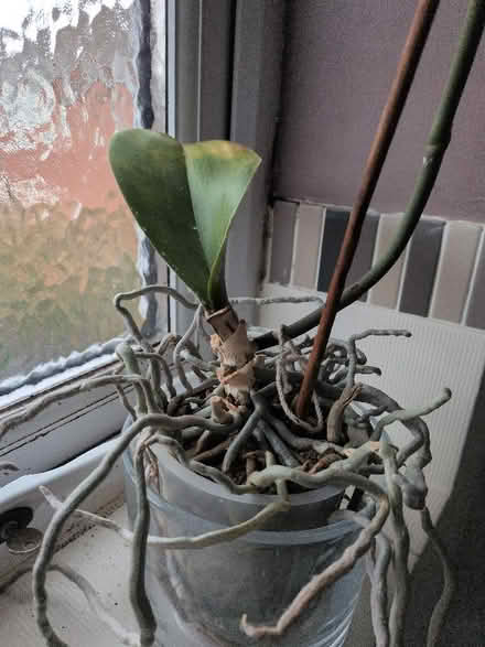 Photo of free Orchids with mealy bugs (Shippon OX13) #1