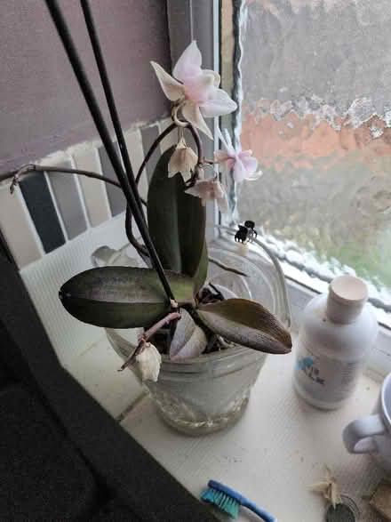 Photo of free Orchids with mealy bugs (Shippon OX13) #2
