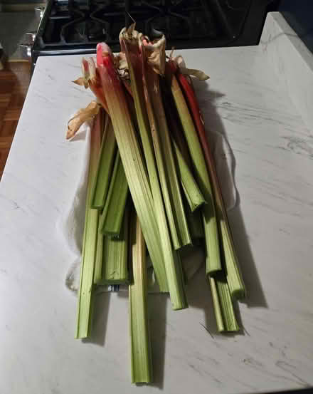 Photo of free rhubarb (Bayshore mall area) #1