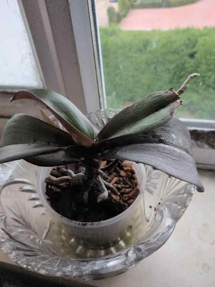 Photo of free Orchids with mealy bugs (Shippon OX13) #3