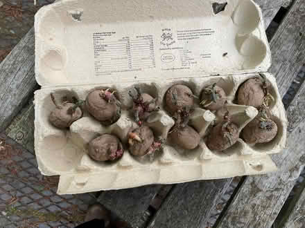 Photo of free Chitted Cara potatoes (Welwyn AL6) #1