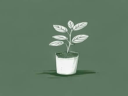 Photo of Rooted plant / herb cuttings (L8) #1