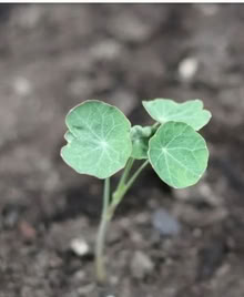 Photo of free Nasturtiums seedlings (Dublin central) #1