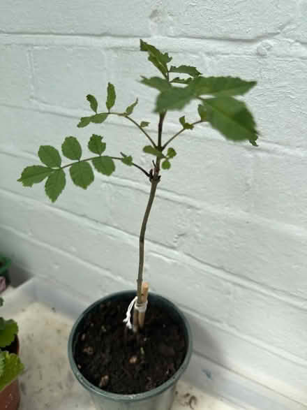 Photo of free Ash Tree saplings (Norbury CR7) #1