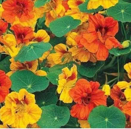 Photo of free Nasturtiums seedlings (Dublin central) #2