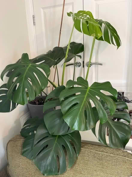 Photo of free Swiss Cheese Plant (WS13) #1