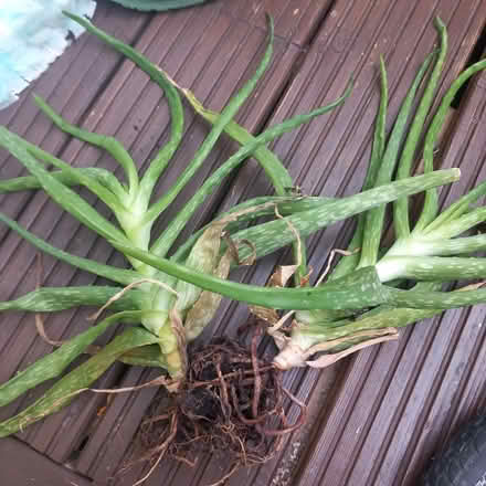 Photo of free Alow vera plants (Harrow HA3 5) #1