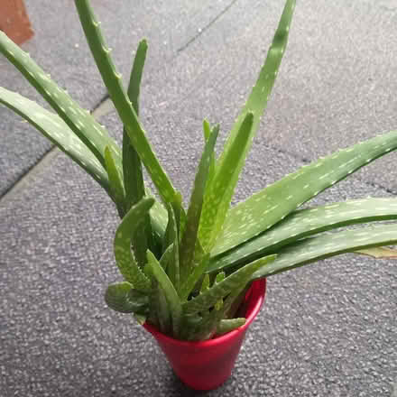 Photo of free Alow vera plants (Harrow HA3 5) #2