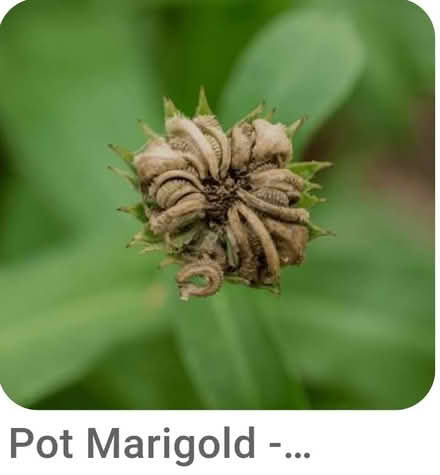 Photo of Pot marigold calendula seeds/plants (Dublin central) #2