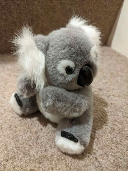 Photo of free Koala toy (Springfield SY2) #2