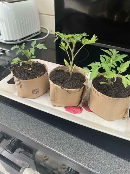 Photo of free 3 Tomato plants (Welling DA16) #1