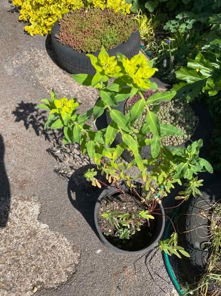 Photo of free Euphorbia plant (Sele Farm SG14) #1