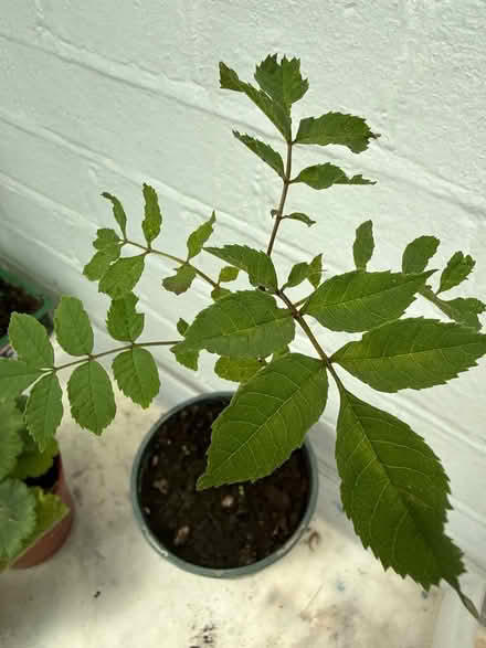 Photo of free Ash Tree saplings (Norbury CR7) #2