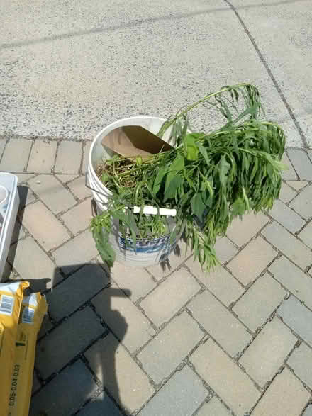 Photo of free Tall Goldenrod (193 Sylvan St, Malden, MA) #1