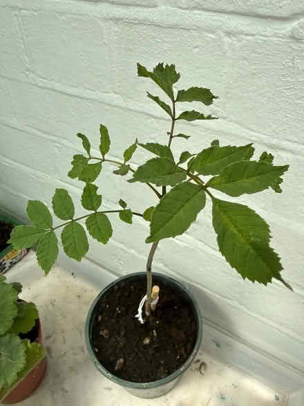 Photo of free Ash Tree saplings (Norbury CR7) #3