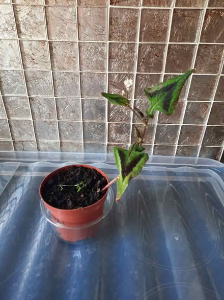 Photo of free persecaria purple fantasy (Morden SM4) #3