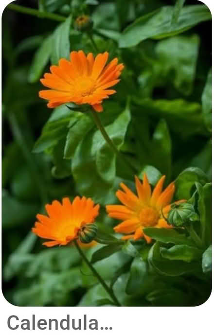 Photo of Pot marigold calendula seeds/plants (Dublin central) #1