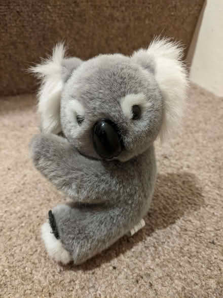 Photo of free Koala toy (Springfield SY2) #1