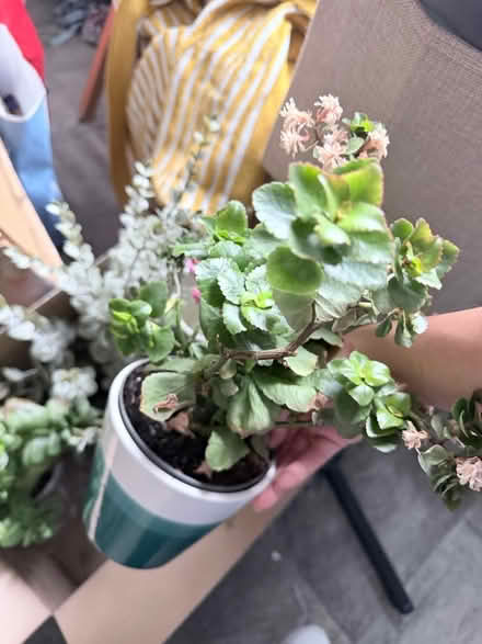 Photo of free 4 plan pots (Collection SW6) #4