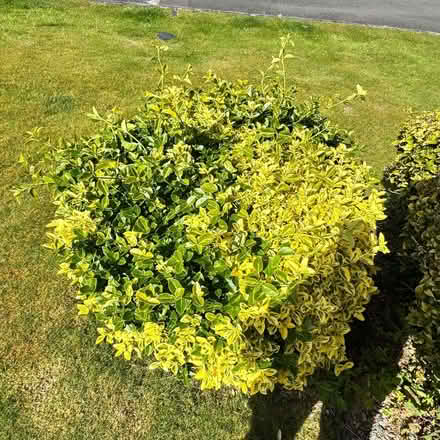 Photo of free 2 large mature Euonymus bushes (Ballybeen BT16) #2