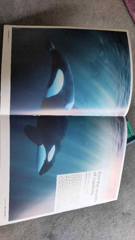 Photo of free Back issues of Whale & Dolphin (Claverton BA2) #1