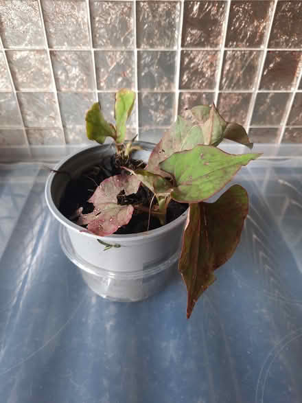 Photo of free Houttuynia (Morden SM4) #3