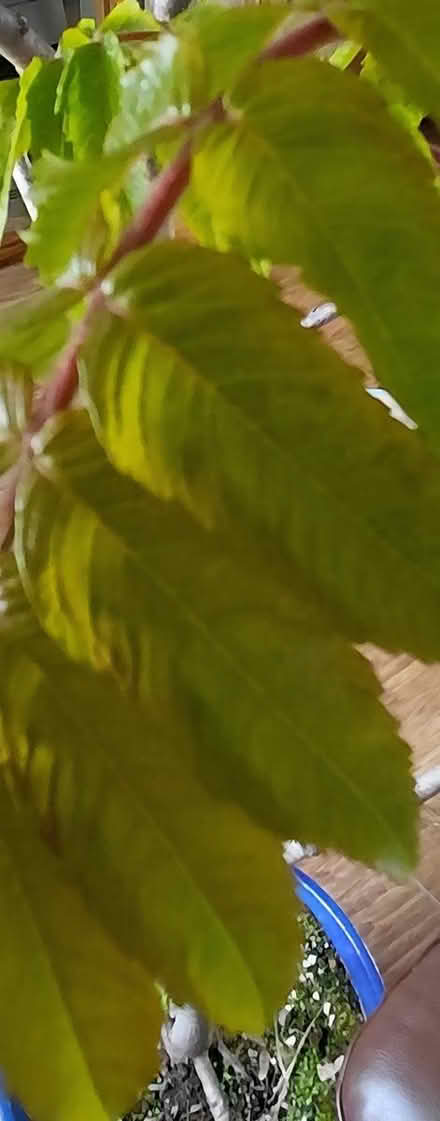 Photo of free Tree in planter (Sheffield S12) #4