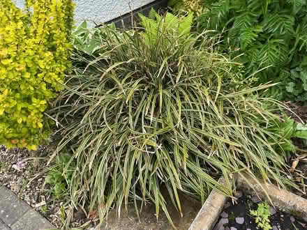Photo of free Carex variegated evergreen grass (Allithwaite LA11) #1