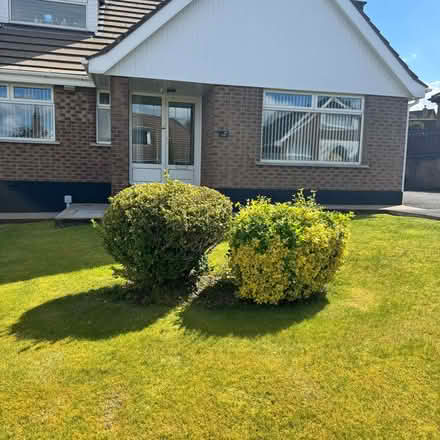 Photo of free 2 large mature Euonymus bushes (Ballybeen BT16) #1