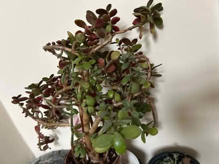 Photo of free Jade plant (Hackney E5) #2