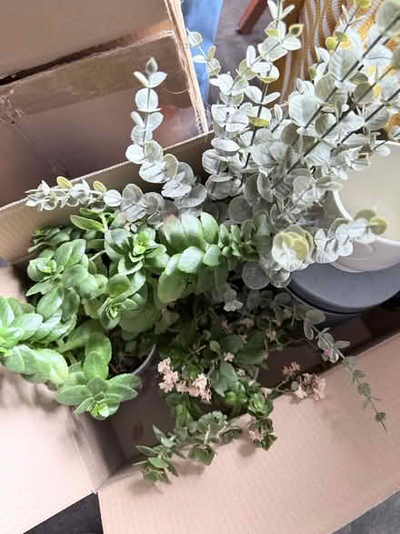Photo of free 4 plan pots (Collection SW6) #1