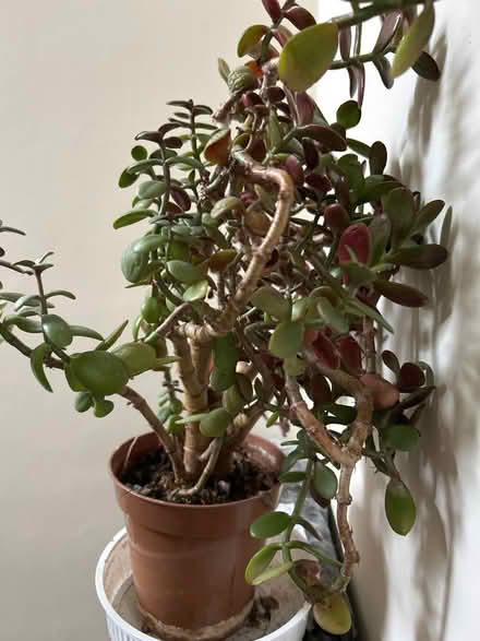 Photo of free Jade plant (Hackney E5) #1