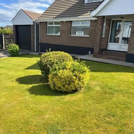 Photo of free 2 large mature Euonymus bushes (Ballybeen BT16) #4