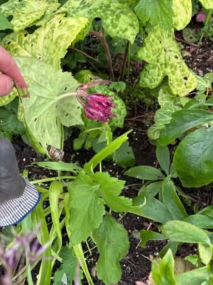 Photo of free ‘Spotty Dotty’ plant (Hayle TR27) #1