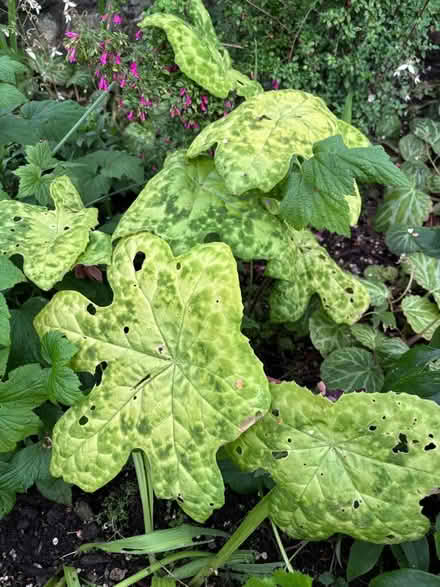 Photo of free ‘Spotty Dotty’ plant (Hayle TR27) #2
