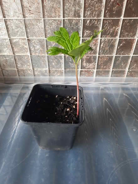 Photo of free Yellow Tree Peony Seedling (Morden SM4) #3