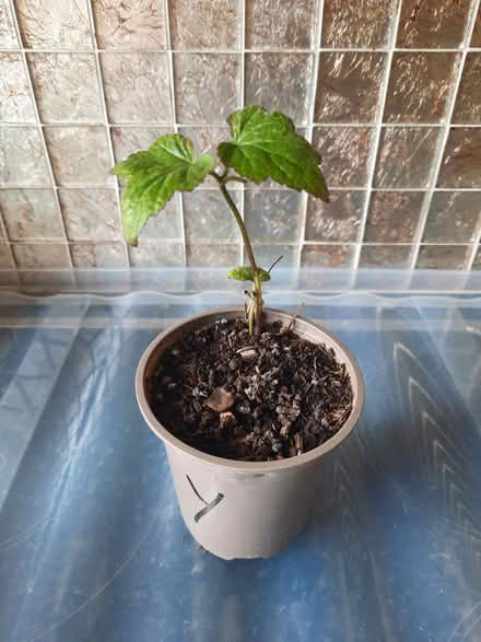 Photo of free Small Pink Japanese anemone cutting (Morden SM4) #4