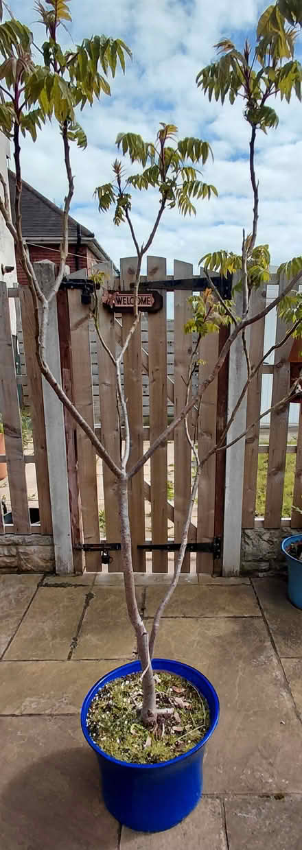 Photo of free Tree in planter (Sheffield S12) #1