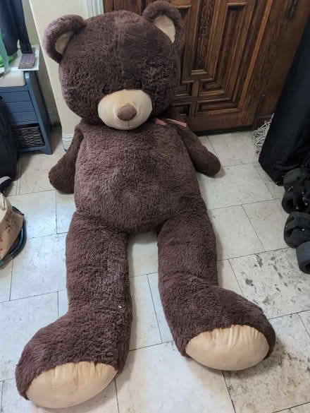 Photo of free Xavier The Bear (Gardena & Normandie) #1