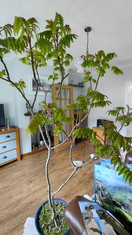 Photo of free Tree in planter (Sheffield S12) #3
