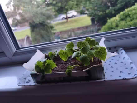 Photo of free Cucumber plant (SE19) #1