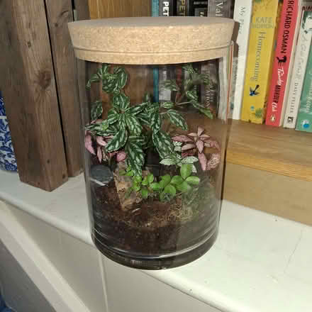 Photo of Large Jars for Terrariums (Windermere LA23) #1